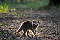 Backlit Coon
